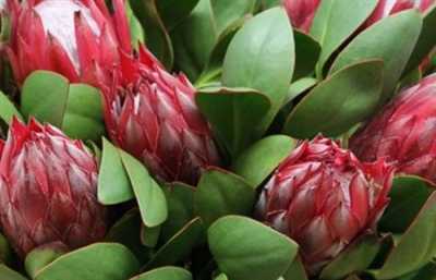 Protea Madiba