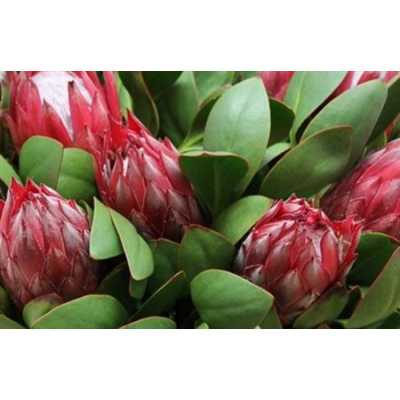 Protea Madiba