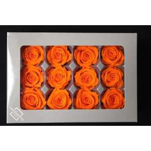 R Pr (mini) Orange