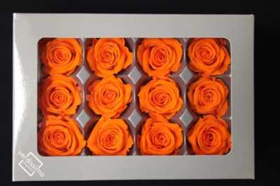 R Pr (mini) Orange