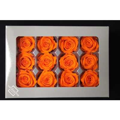 R Pr (mini) Orange