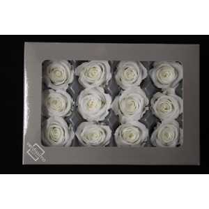 R Pr (mini) White