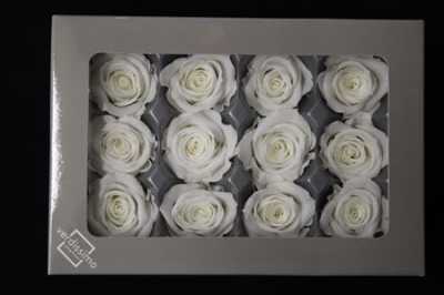 R Pr (mini) White