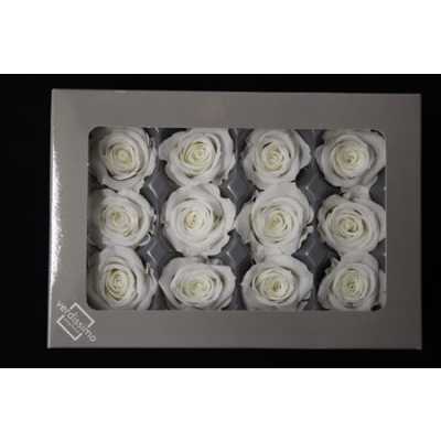 R Pr (mini) White