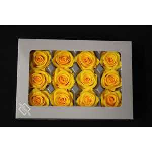 R Pr (mini) Yellow