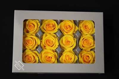 R Pr (mini) Yellow