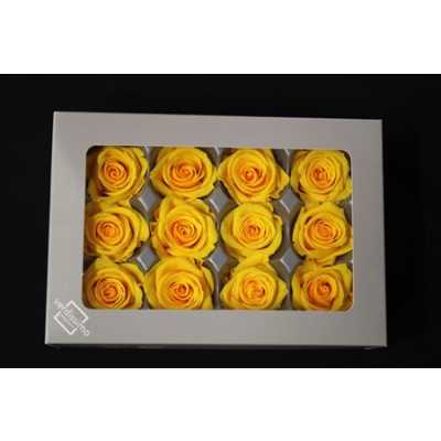 R Pr (mini) Yellow