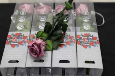 R Pr On Stem 27cm Lilac X5