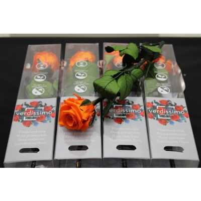 R Pr On Stem 27cm Orange X5