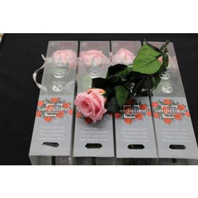 R Pr On Stem 27cm Pastel Pink X5