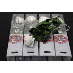 R Pr On Stem 27cm White X5