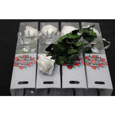 R Pr On Stem 27cm White X5