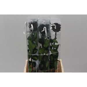 R Pr On Stem 55cm Black X5