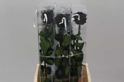 R Pr On Stem 55cm Black X5