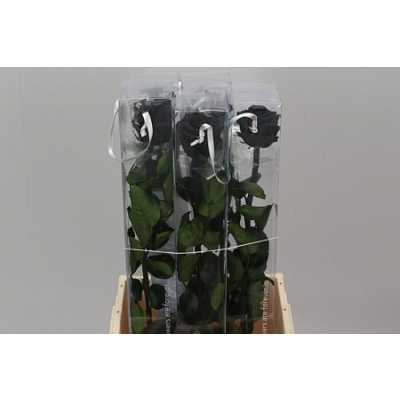 R Pr On Stem 55cm Black X5