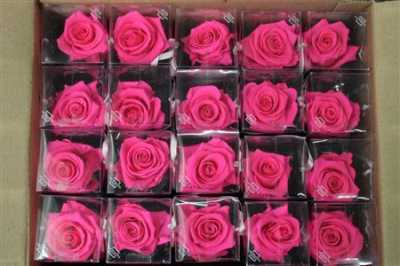 R Pr On Stem 55cm Bright Pink