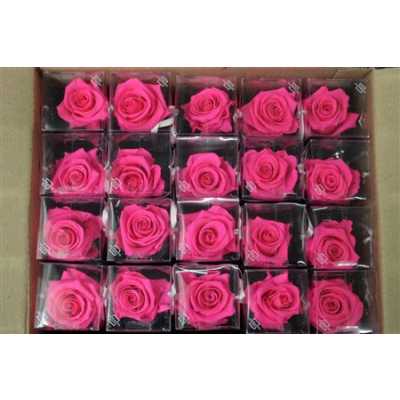 R Pr On Stem 55cm Bright Pink