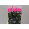 R Pr On Stem 55cm Bright Pink X5