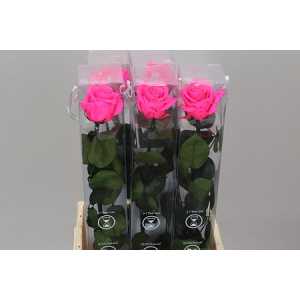 R Pr On Stem 55cm Bright Pink X5
