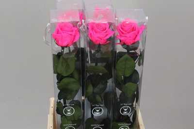 R Pr On Stem 55cm Bright Pink X5