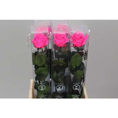 R Pr On Stem 55cm Bright Pink X5