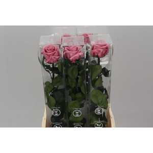 R Pr On Stem 55cm Cherry Blossom X5