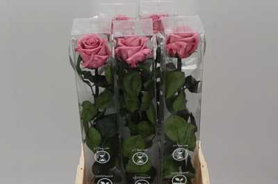 R Pr On Stem 55cm Cherry Blossom X5