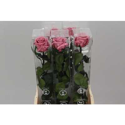 R Pr On Stem 55cm Cherry Blossom X5