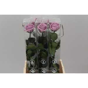 R Pr On Stem 55cm Lilac X5