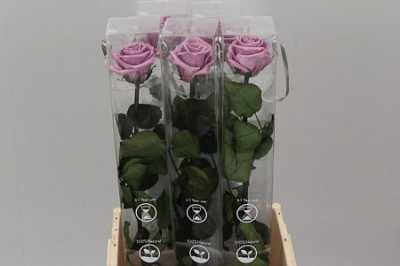 R Pr On Stem 55cm Lilac X5