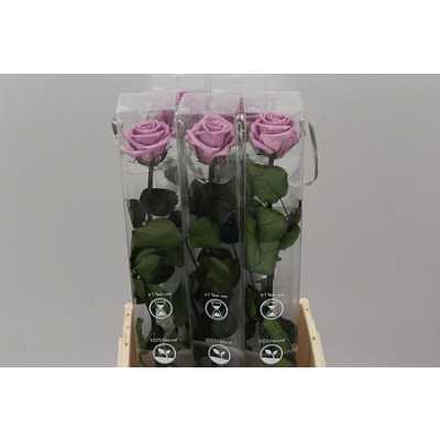 R Pr On Stem 55cm Lilac X5