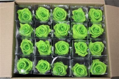 R Pr On Stem 55cm Lime Green