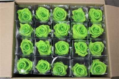 R Pr On Stem 55cm Lime Green