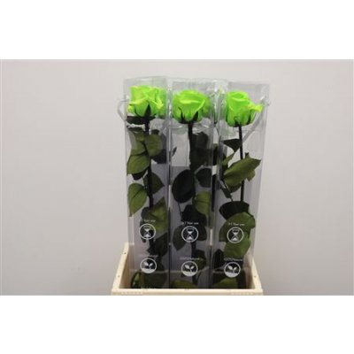 R Pr On Stem 55cm Lime Green X5