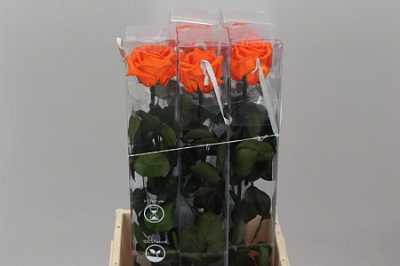 R Pr On Stem 55cm Orange X5