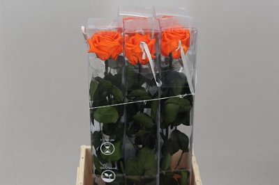 R Pr On Stem 55cm Orange X5