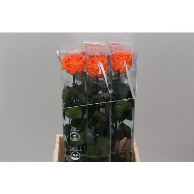 R Pr On Stem 55cm Orange X5