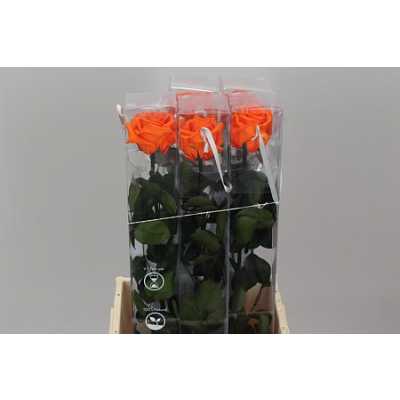 R Pr On Stem 55cm Orange X5