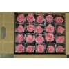 R Pr On Stem 55cm Pastel Pink