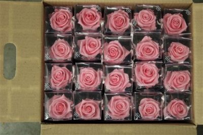 R Pr On Stem 55cm Pastel Pink