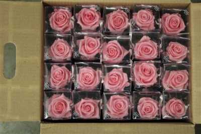 R Pr On Stem 55cm Pastel Pink