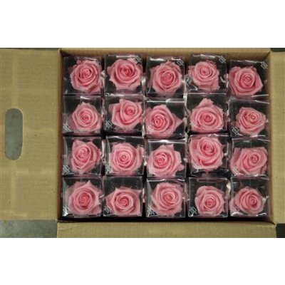 R Pr On Stem 55cm Pastel Pink