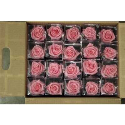 R Pr On Stem 55cm Pastel Pink