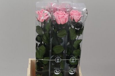 R Pr On Stem 55cm Pastel Pink X5