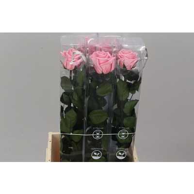 R Pr On Stem 55cm Pastel Pink X5