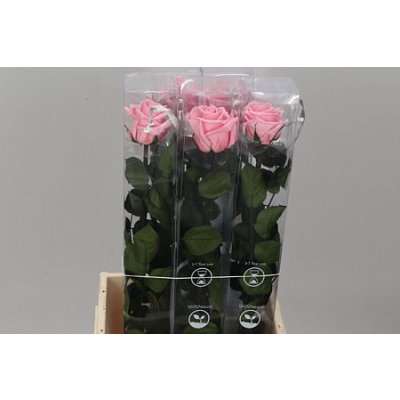 R Pr On Stem 55cm Pastel Pink X5