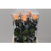 R Pr On Stem 55cm Peach X5