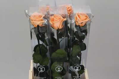 R Pr On Stem 55cm Peach X5