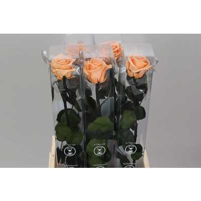 R Pr On Stem 55cm Peach X5