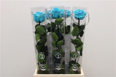 R Pr On Stem 55cm Turquoise X5